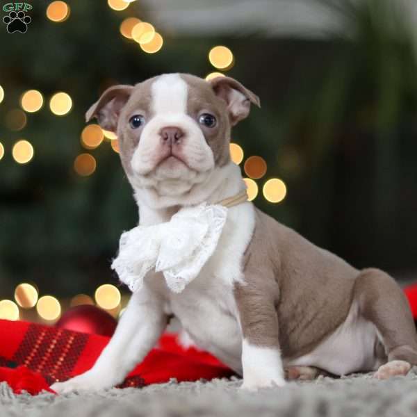 Marla, Boston Terrier Puppy